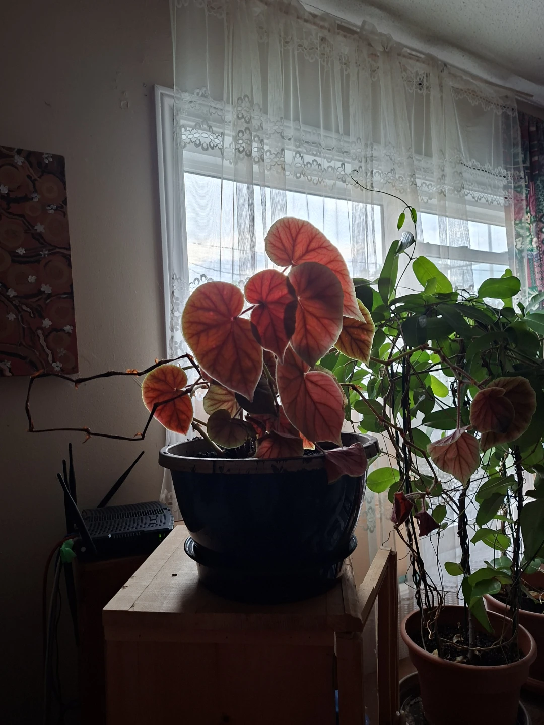 ELEPHANT EARS* Begonia Plant in Pot - photo 3