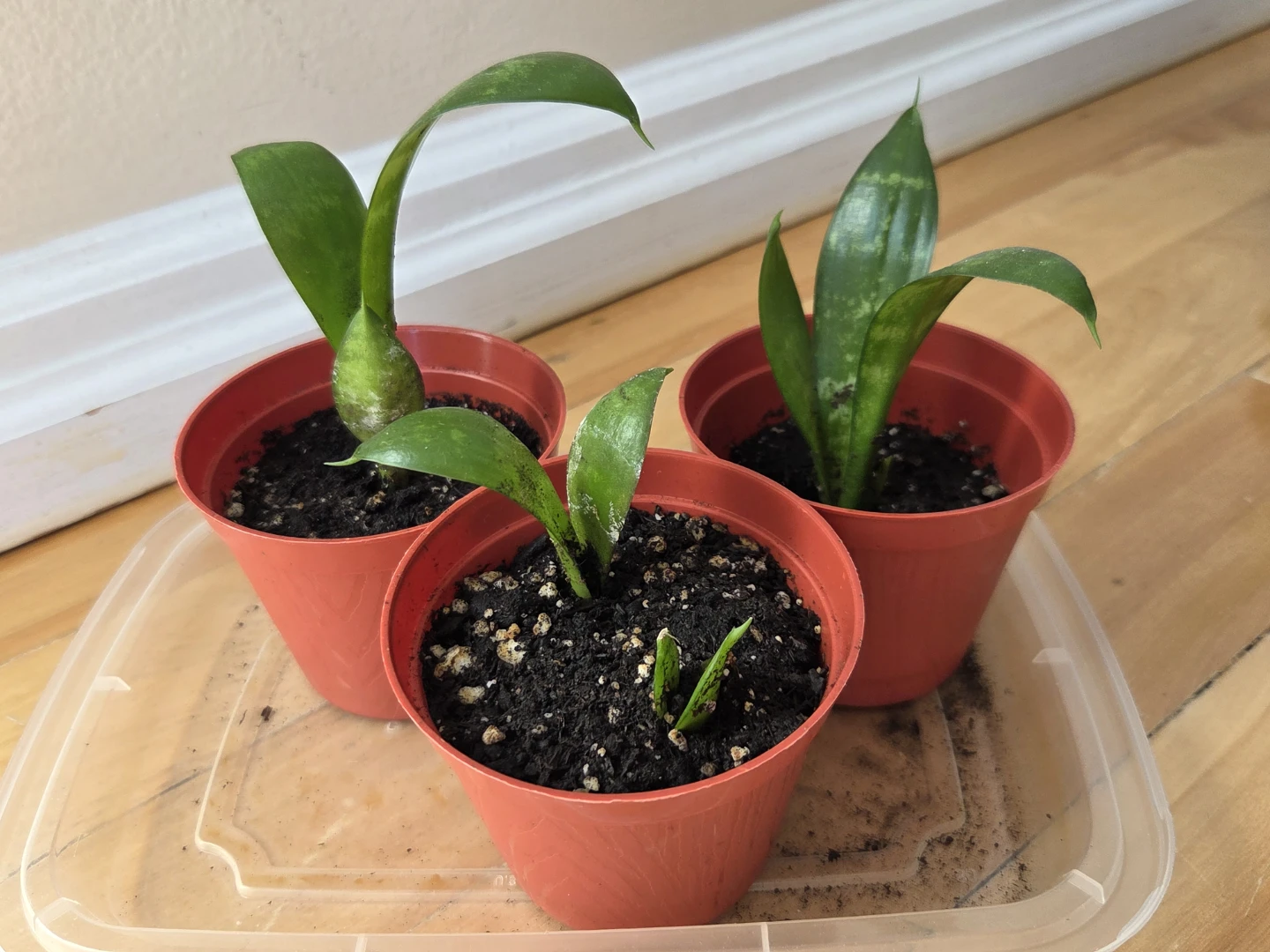 NASA Air Cleaning Plants / Snake Plants - photo 5