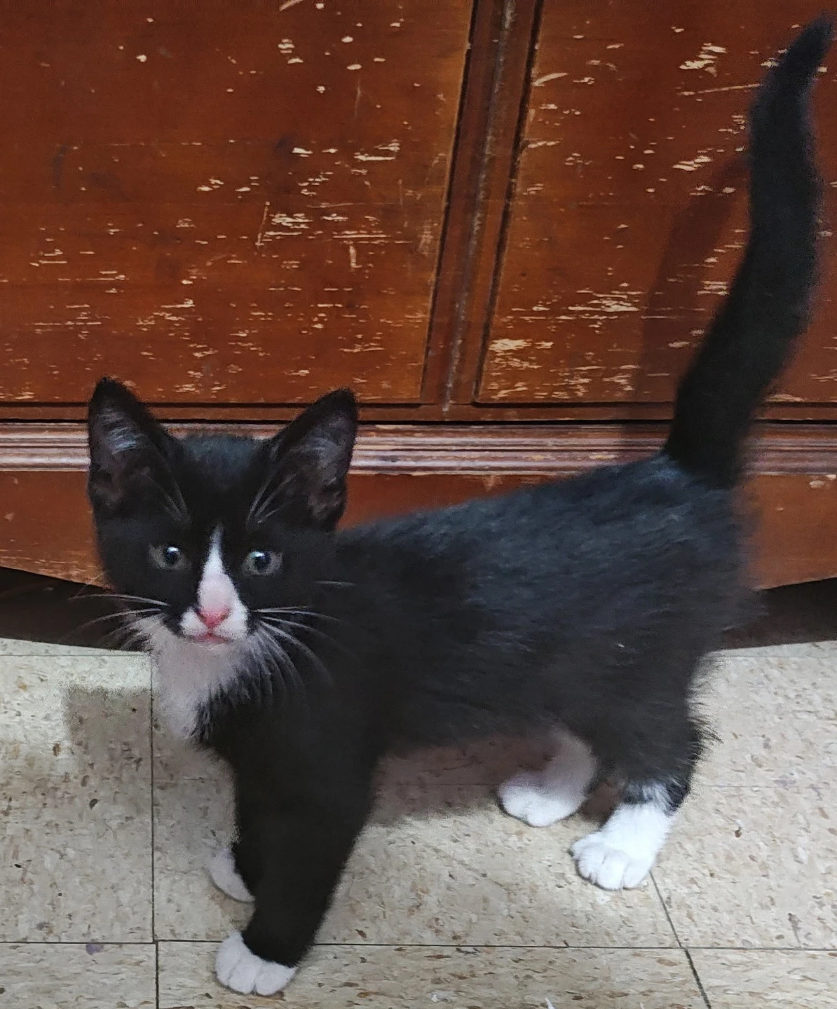 Cute kittens in need of a loving home - photo 4