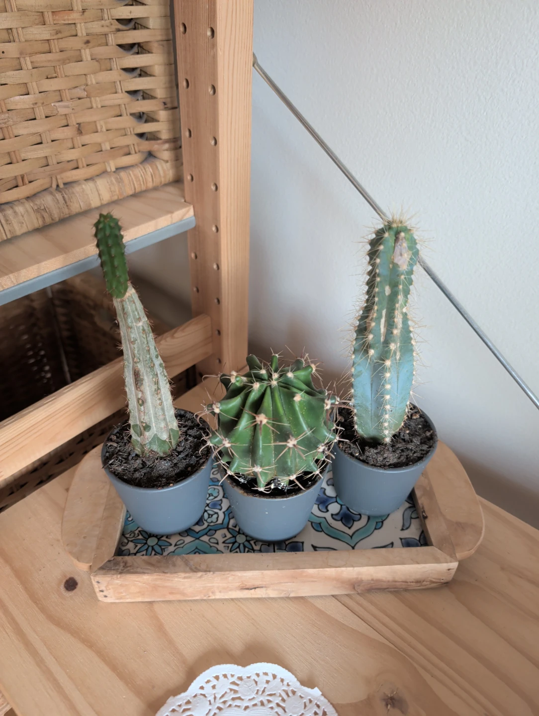 Three Potted Cacti Set