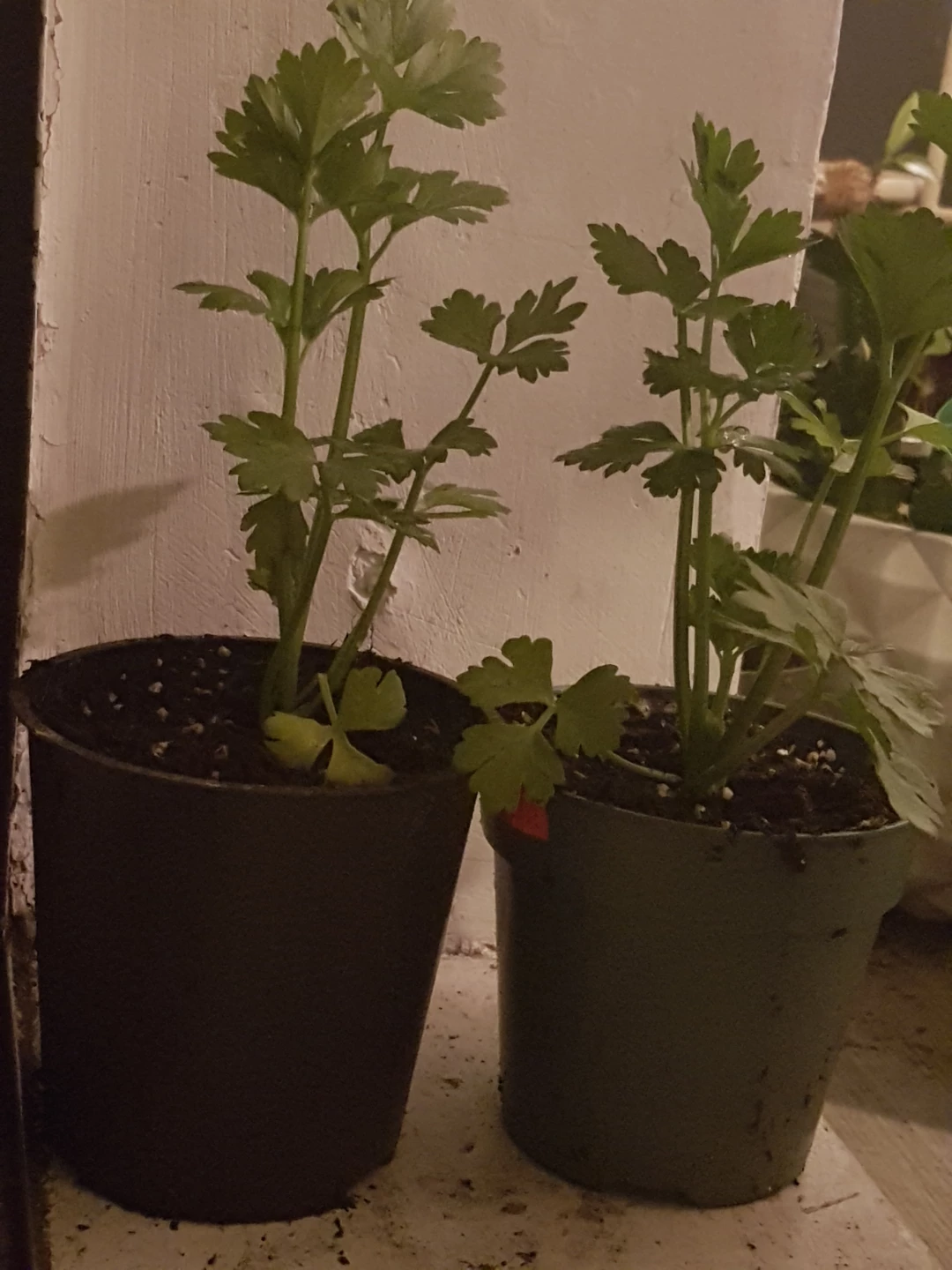 Celery Plants in Pots each one