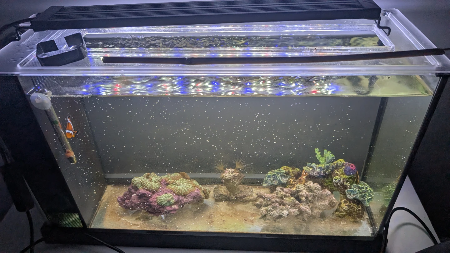 Saltwater Aquarium with Live Coral and Clownfish