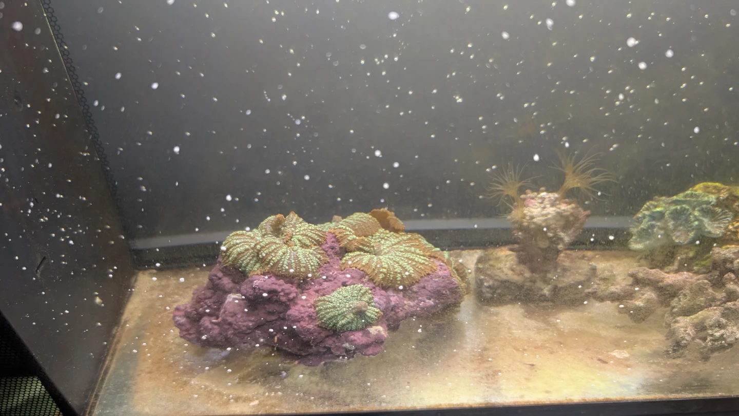 Saltwater Aquarium with Live Coral and Clownfish - photo 2