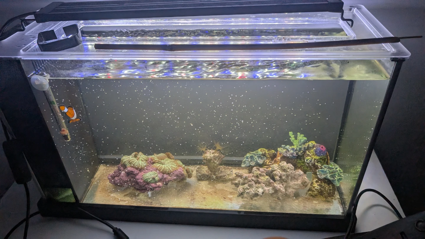 Saltwater Aquarium with Live Coral and Clownfish - photo 3