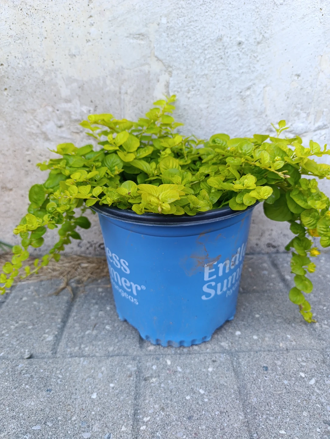 Creeping Jenny Plant