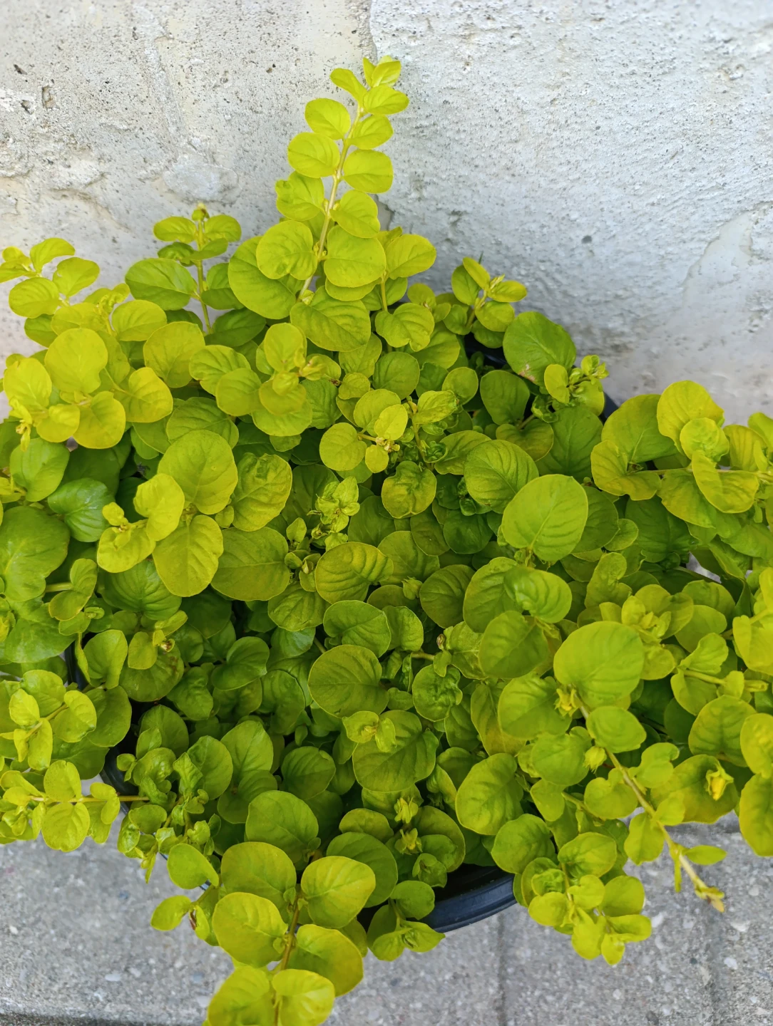 Creeping Jenny Plant - photo 3