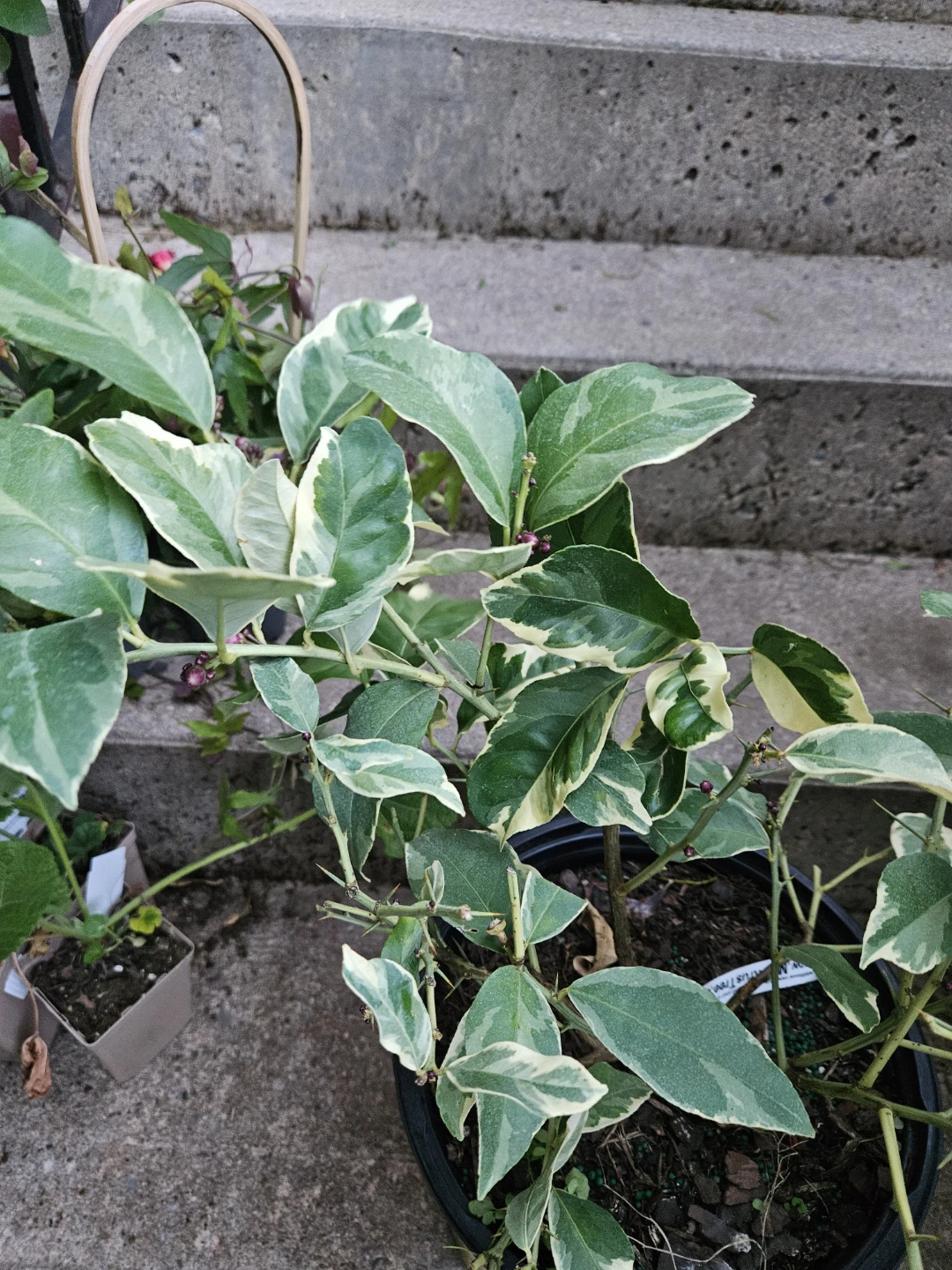 Variegated lemon 🍋 in 10"pot ⚽️