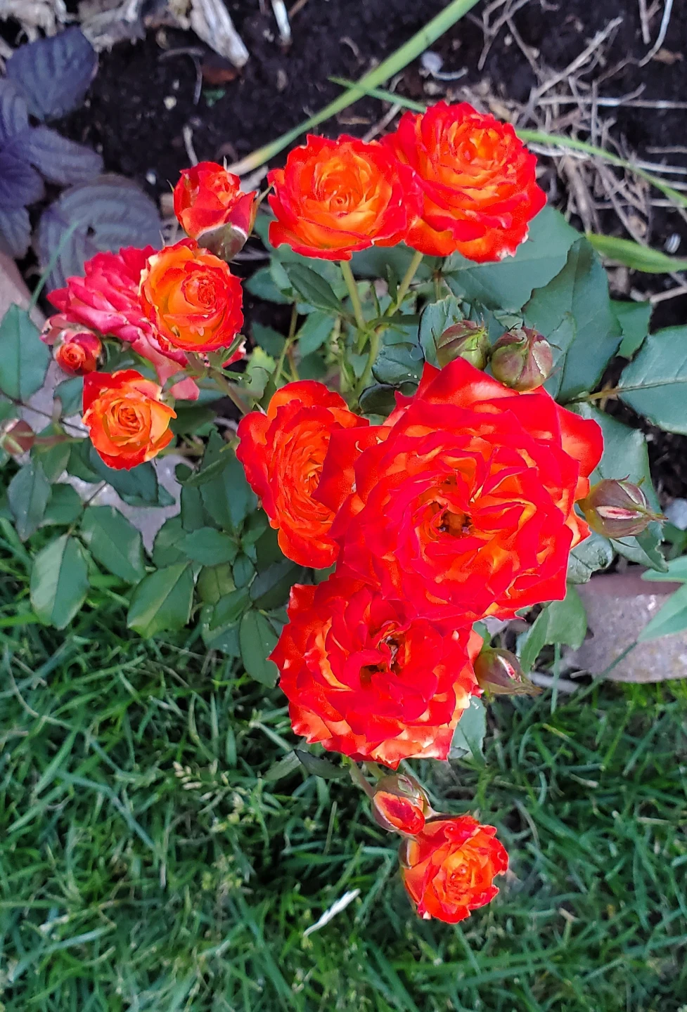 Floribunda Rose Charisma - photo 2