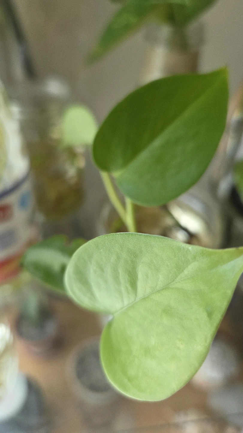 Pothos Cuttings - photo 3