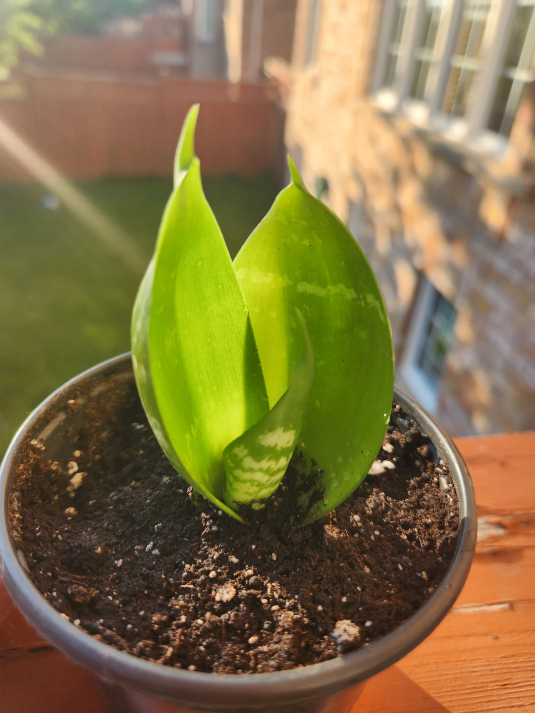 ⚽Sansevieria 'Geranium' Plant - photo 3