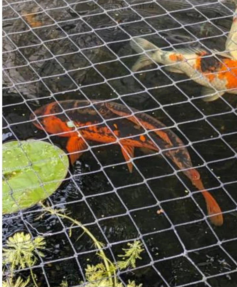 Koi Fish for Pond - photo 2