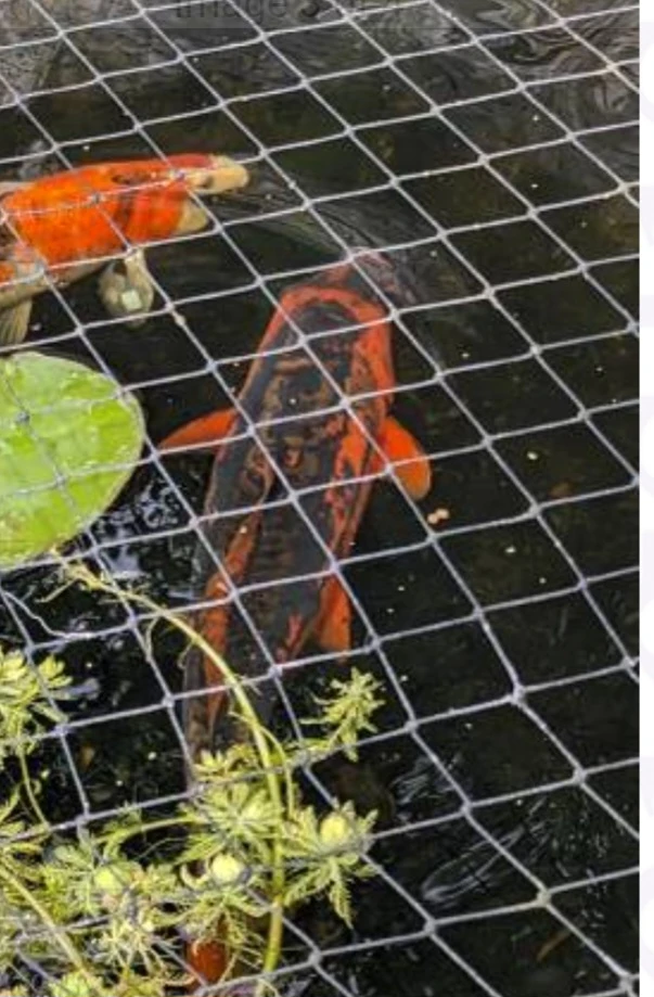 Koi Fish for Pond - photo 3