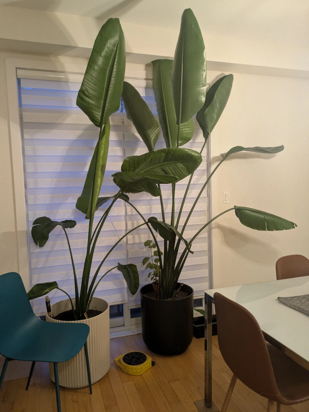 Two Bird of Paradise Potted Plants