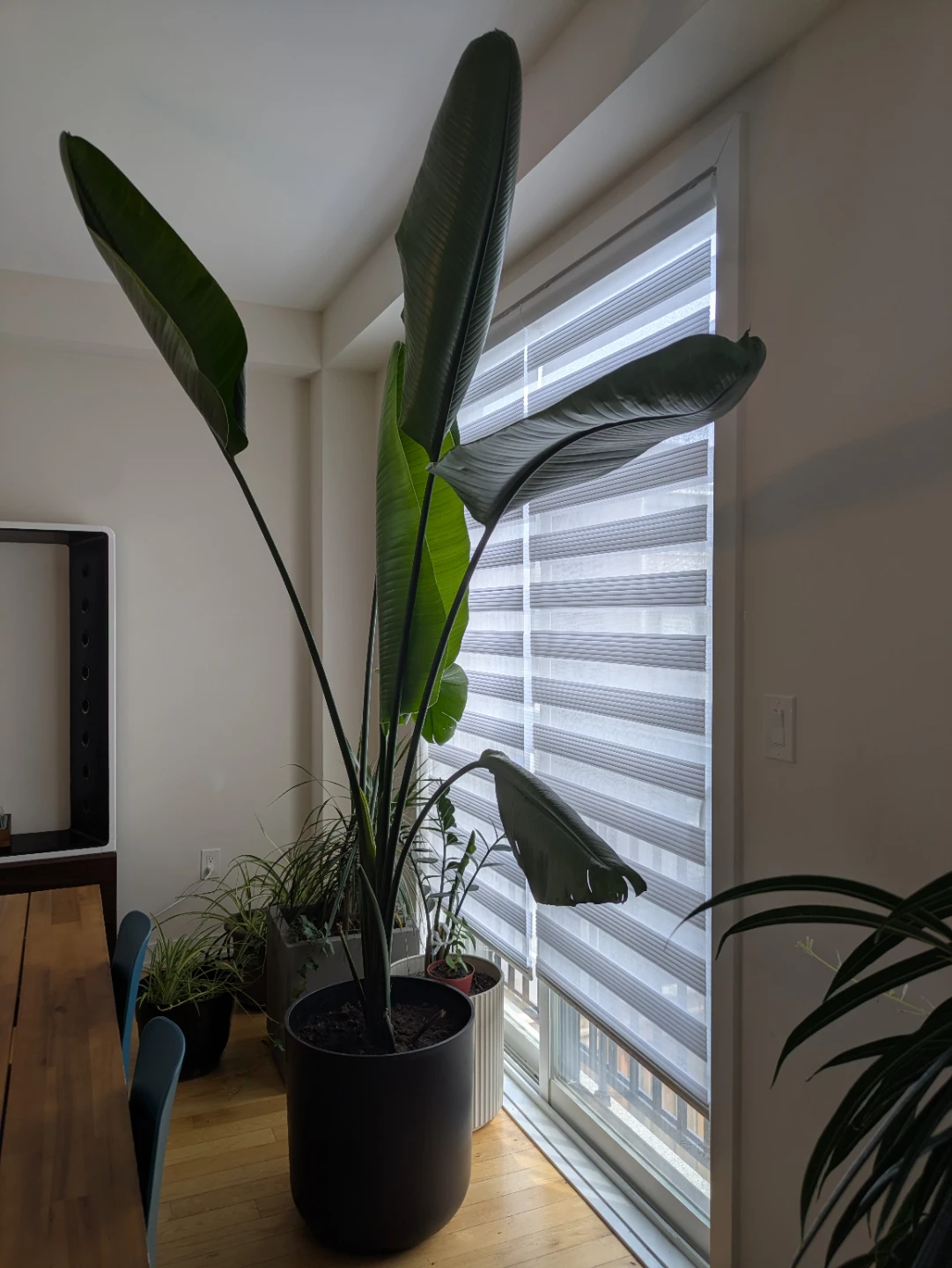 Two Bird of Paradise Potted Plants - photo 2