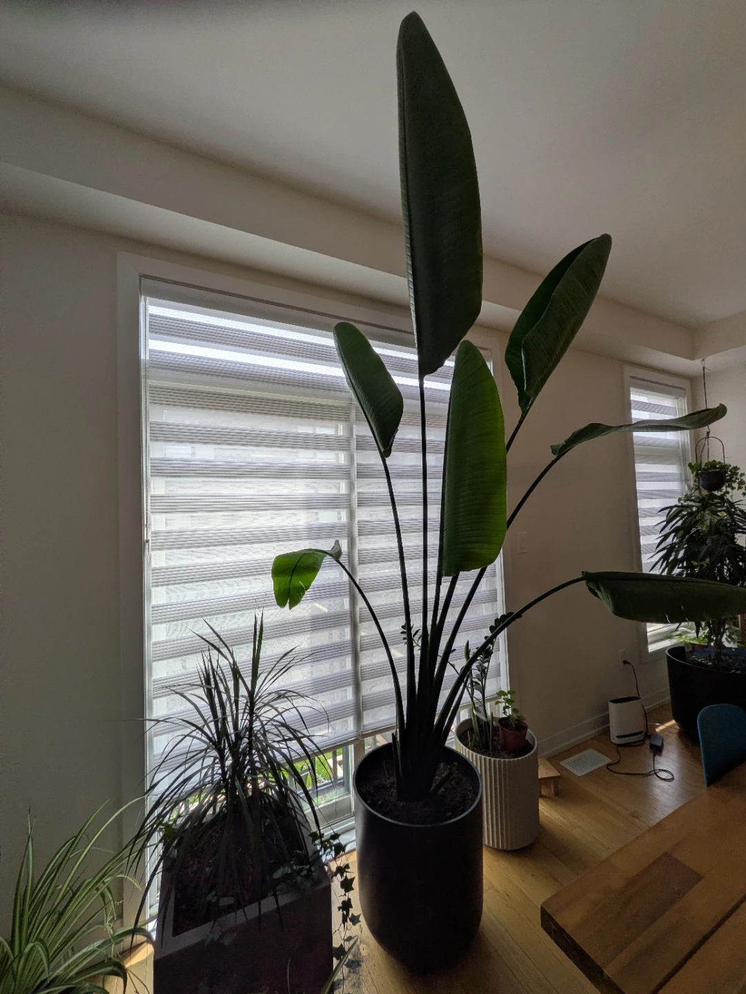 Two Bird of Paradise Potted Plants - photo 5