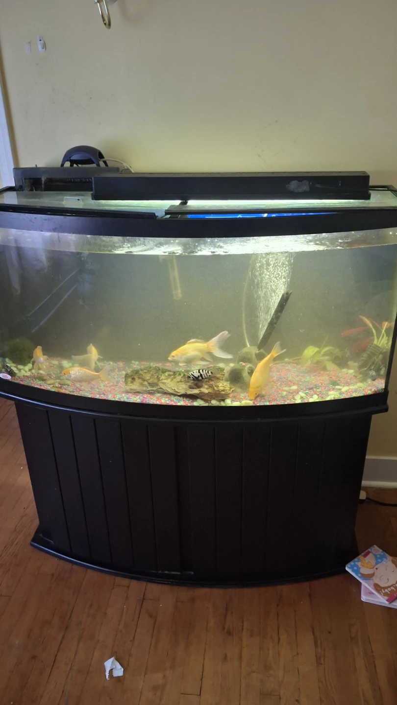 90 gallons Curved Aquarium with Stand & 9 fishes