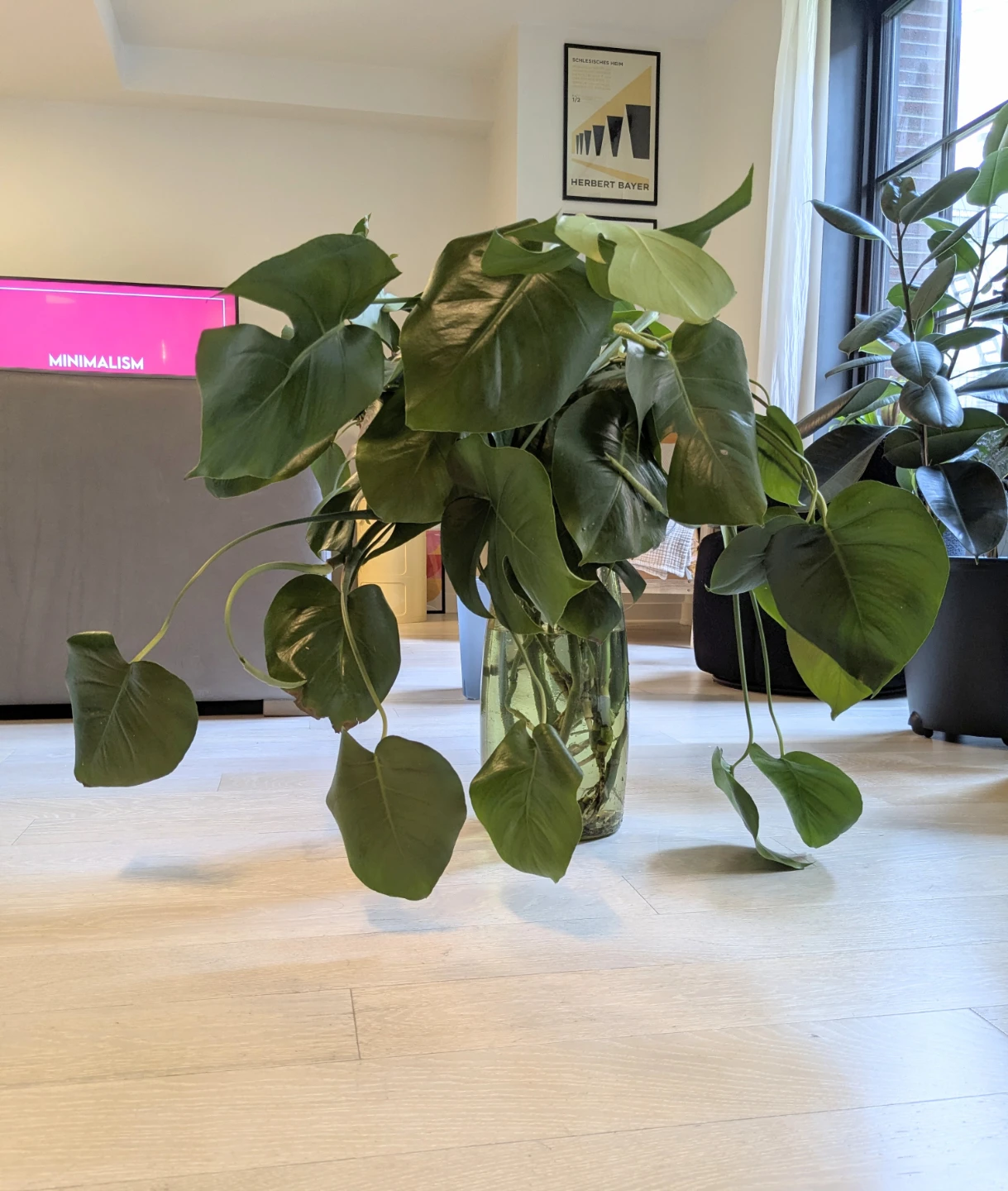 Monstera Deliciosa Plant in Water - Ready to plant