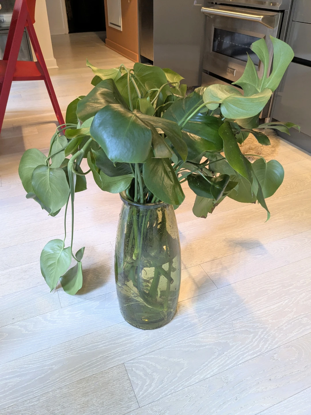 Monstera Deliciosa Plant in Water - Ready to plant - photo 2