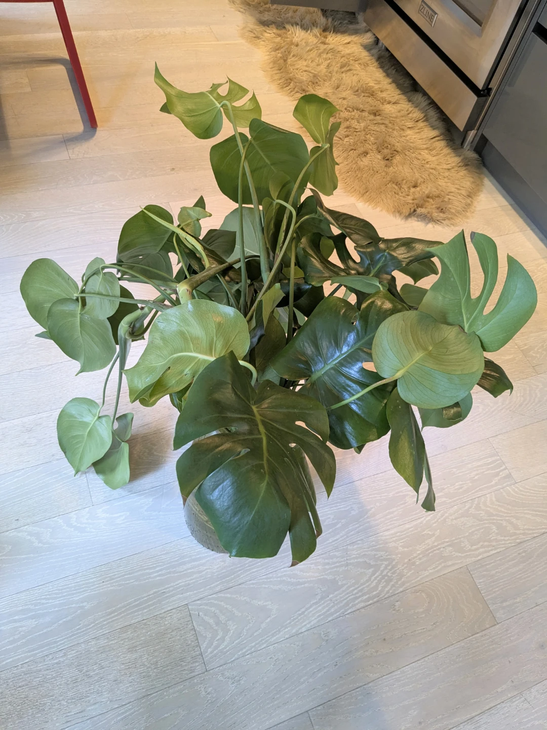 Monstera Deliciosa Plant in Water - Ready to plant - photo 5