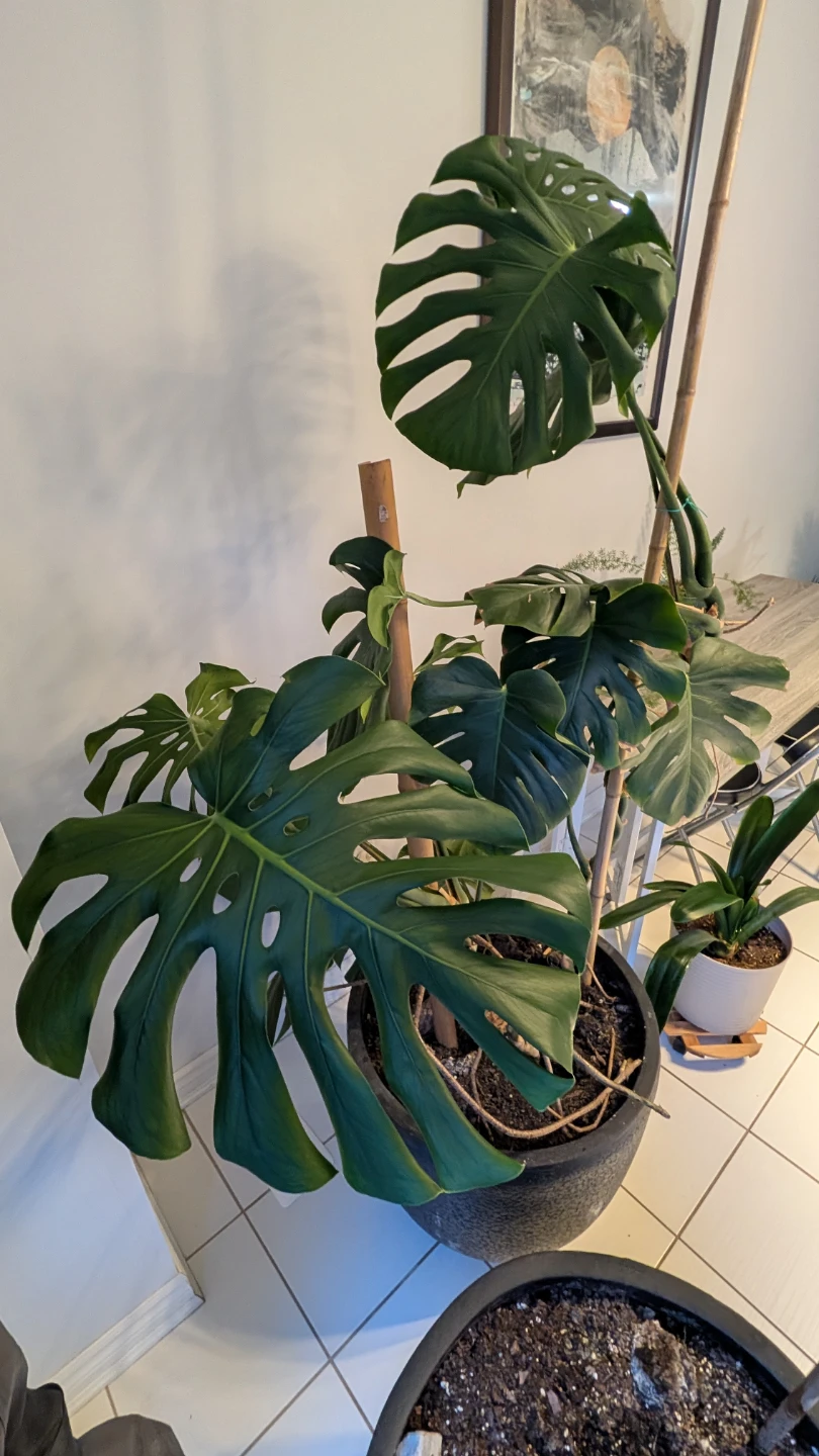 Monstera Deliciosa Plant