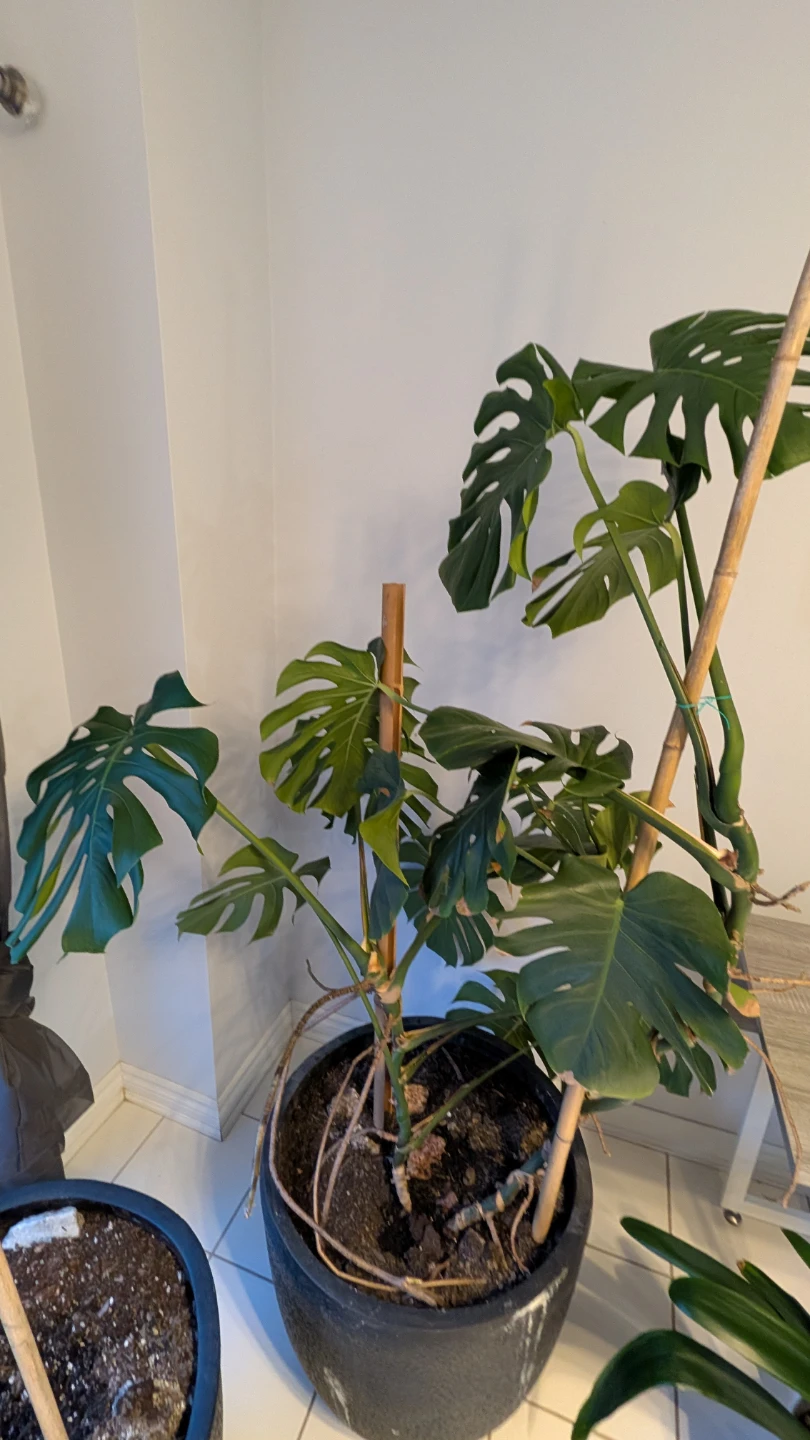 Monstera Deliciosa Plant - photo 3