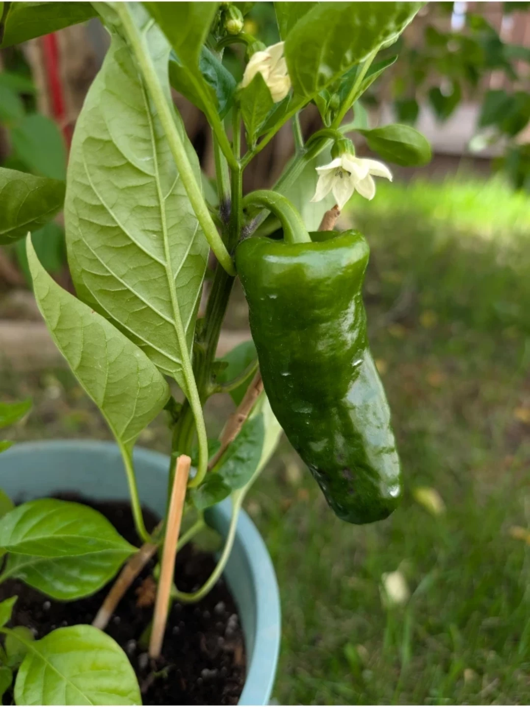 Red Bell and Habanero Pepper Plants in a Pot