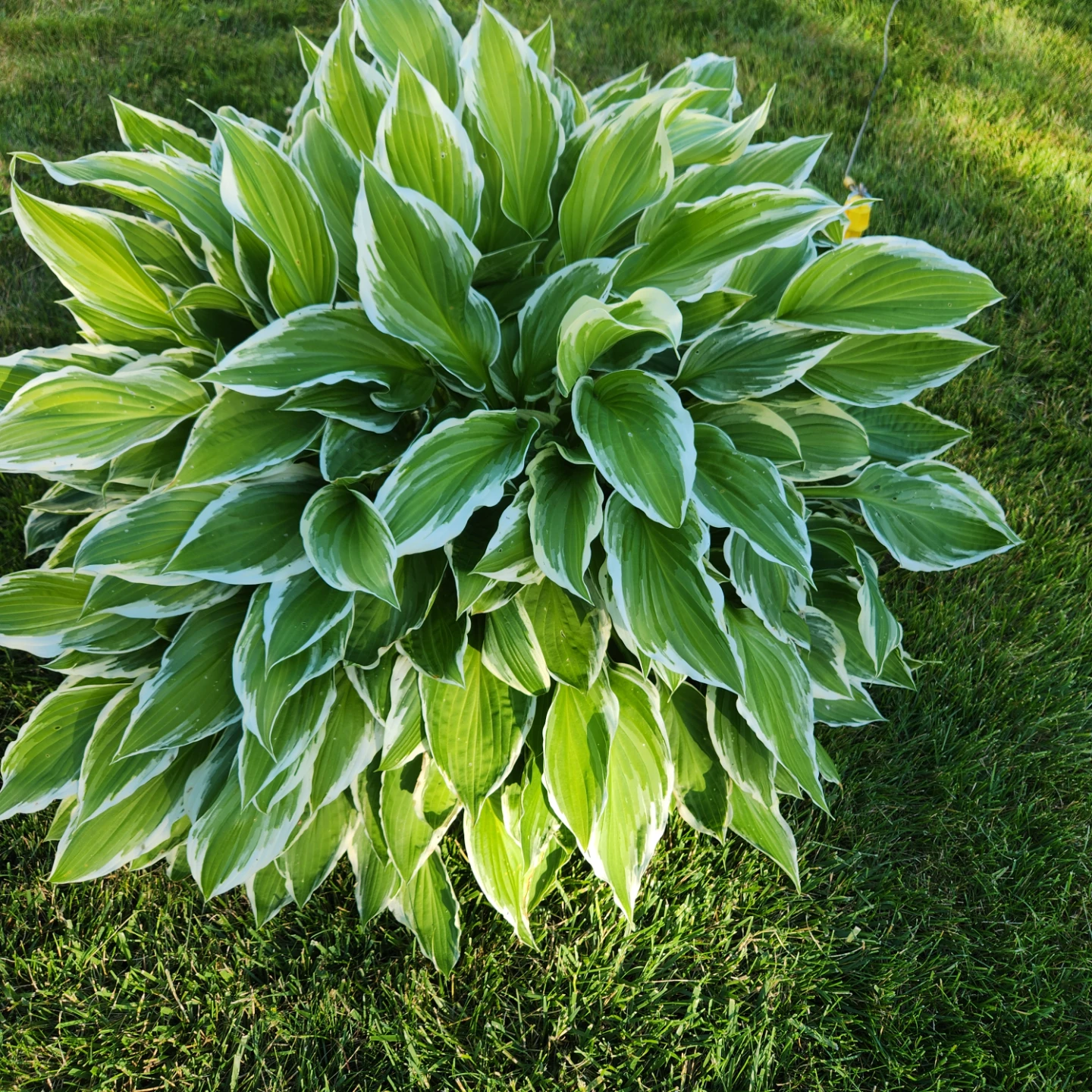Large Hosta Plant, already dug out