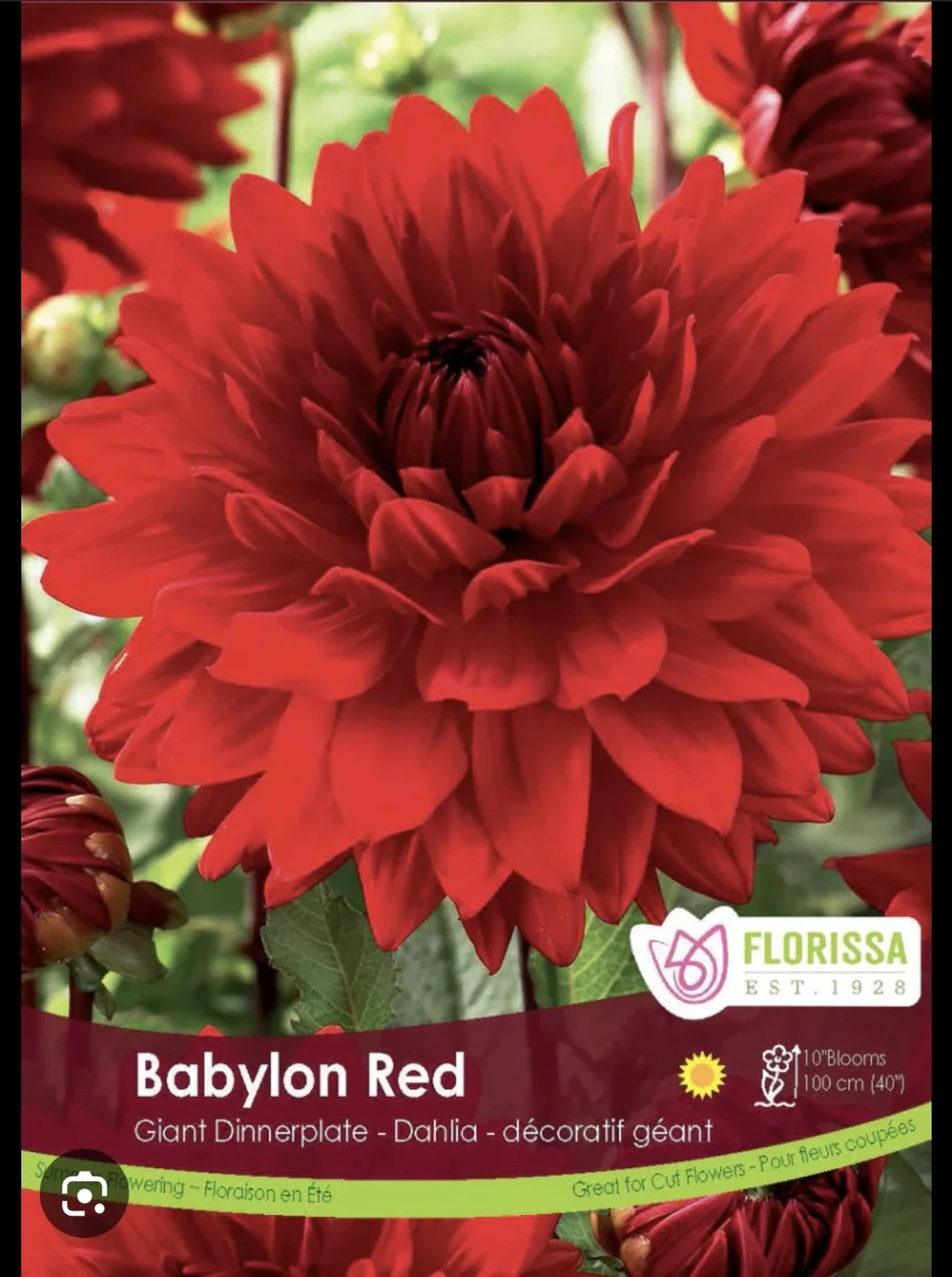 Dahlia tubers - Hy mom, pooh, Babylon red.