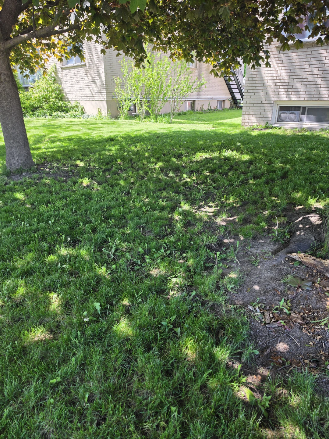 Lawn Mower services - photo 4