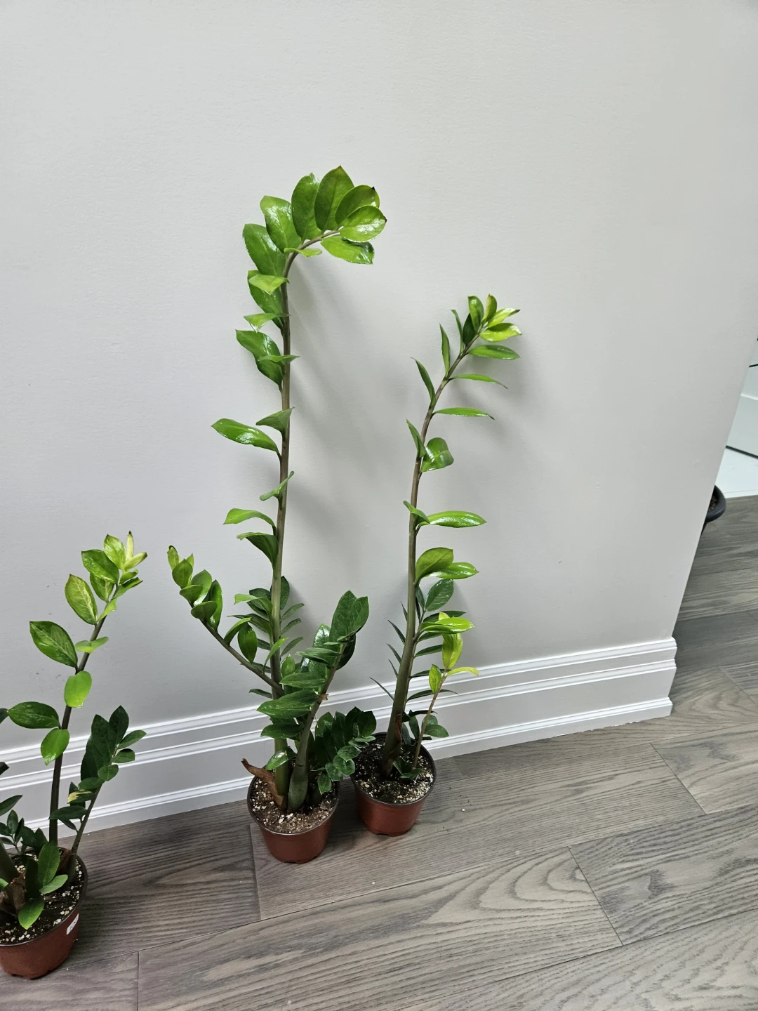 Zamioculcas zamiifolia ZZ Plant variegated
