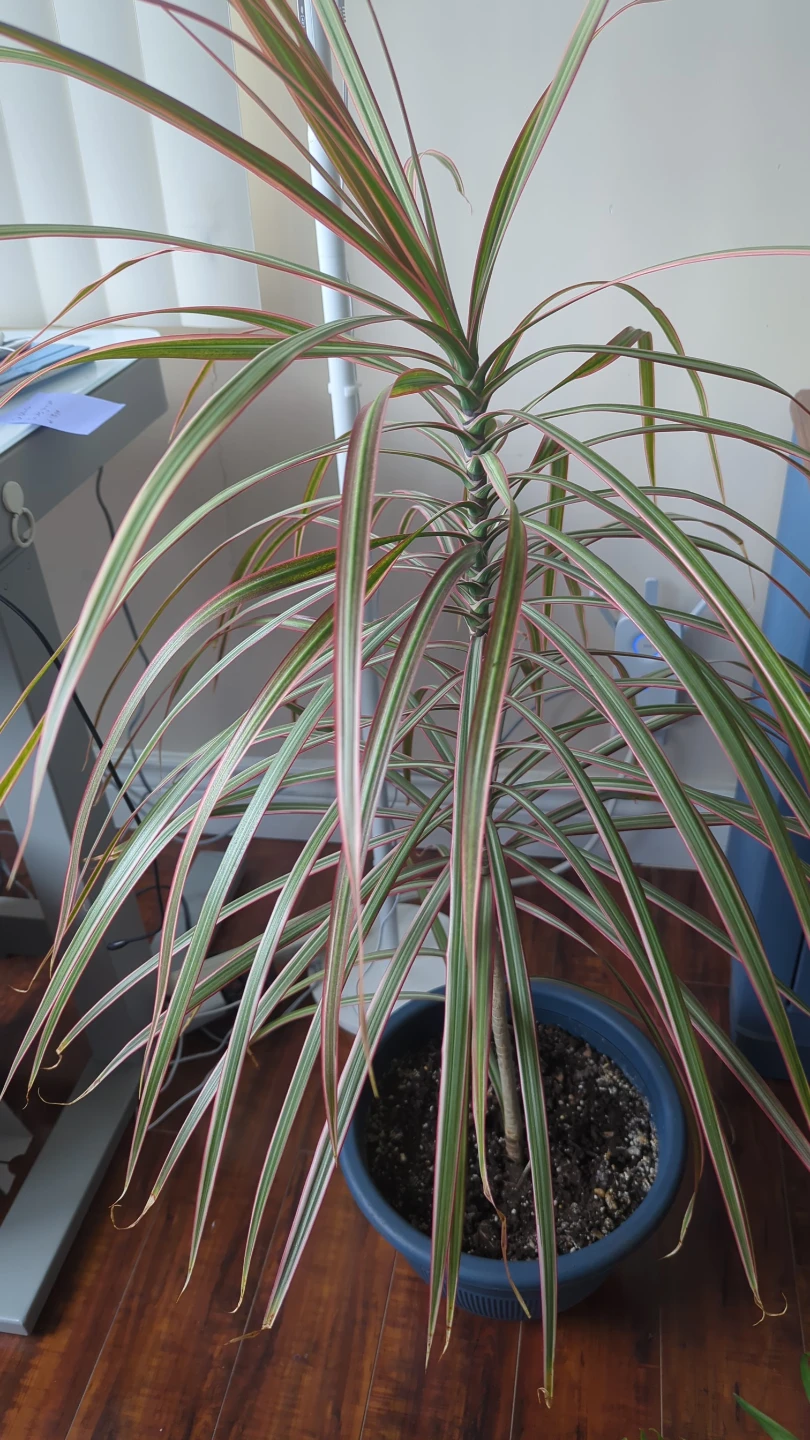 Dracaena Marginata Plant