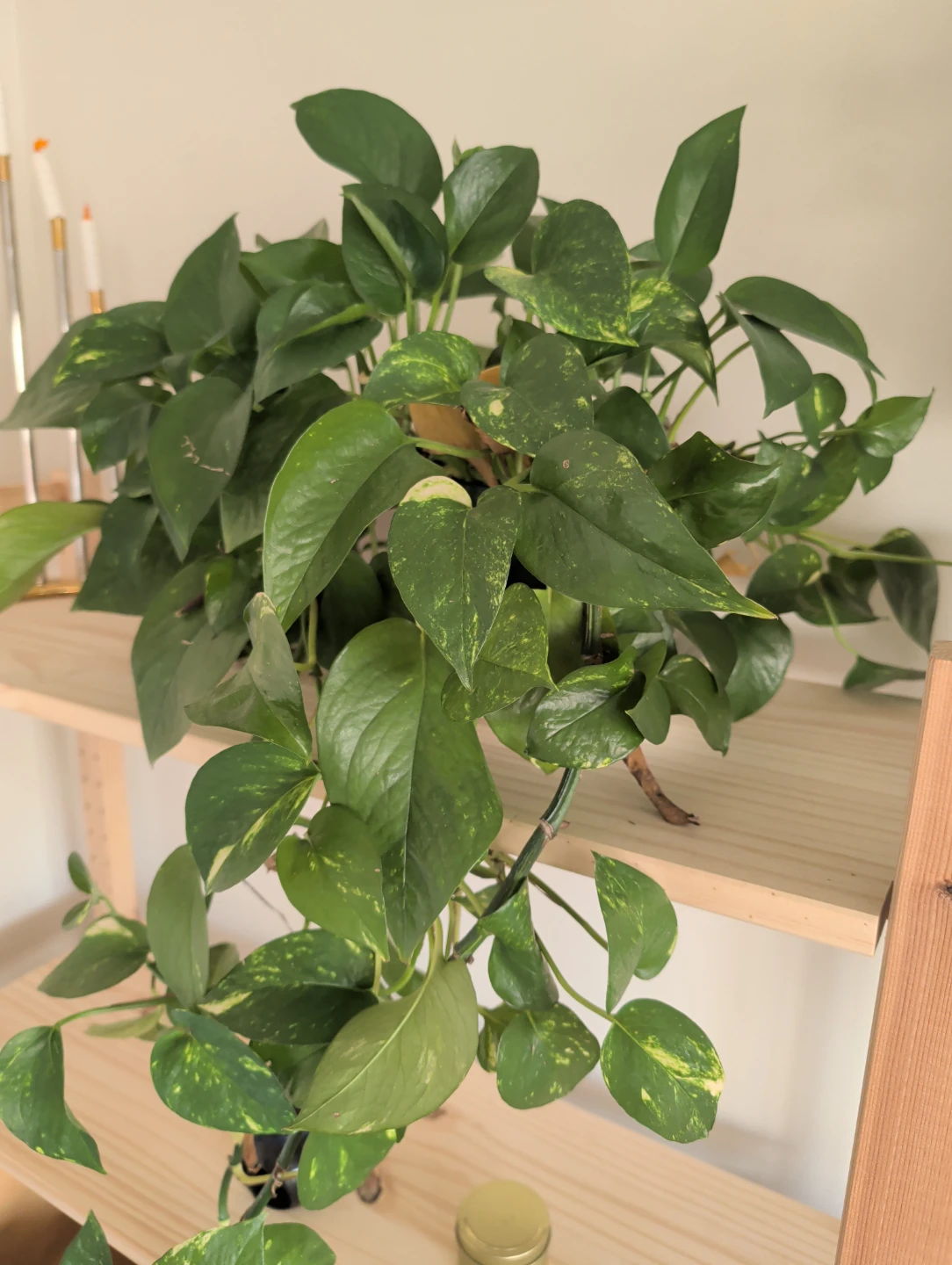 Pothos Plant