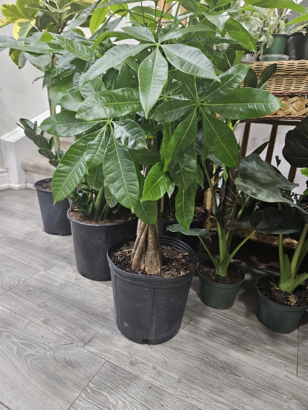 Money Tree Plant in 10"pot ⚽️