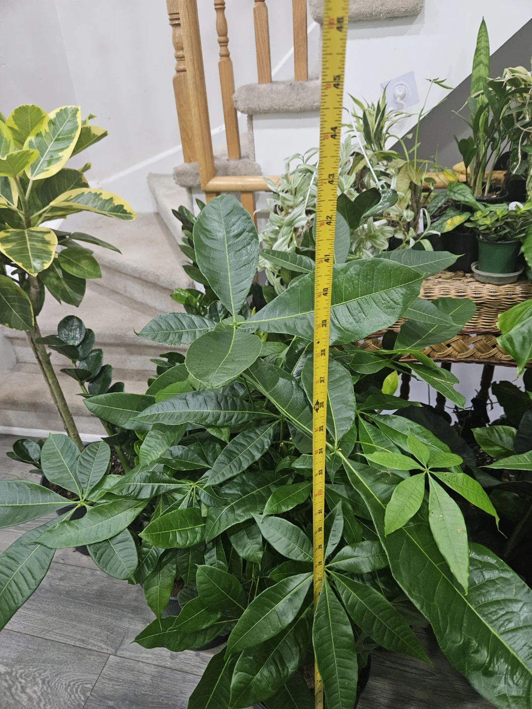 Money Tree Plant in 10"pot ⚽️ - photo 3