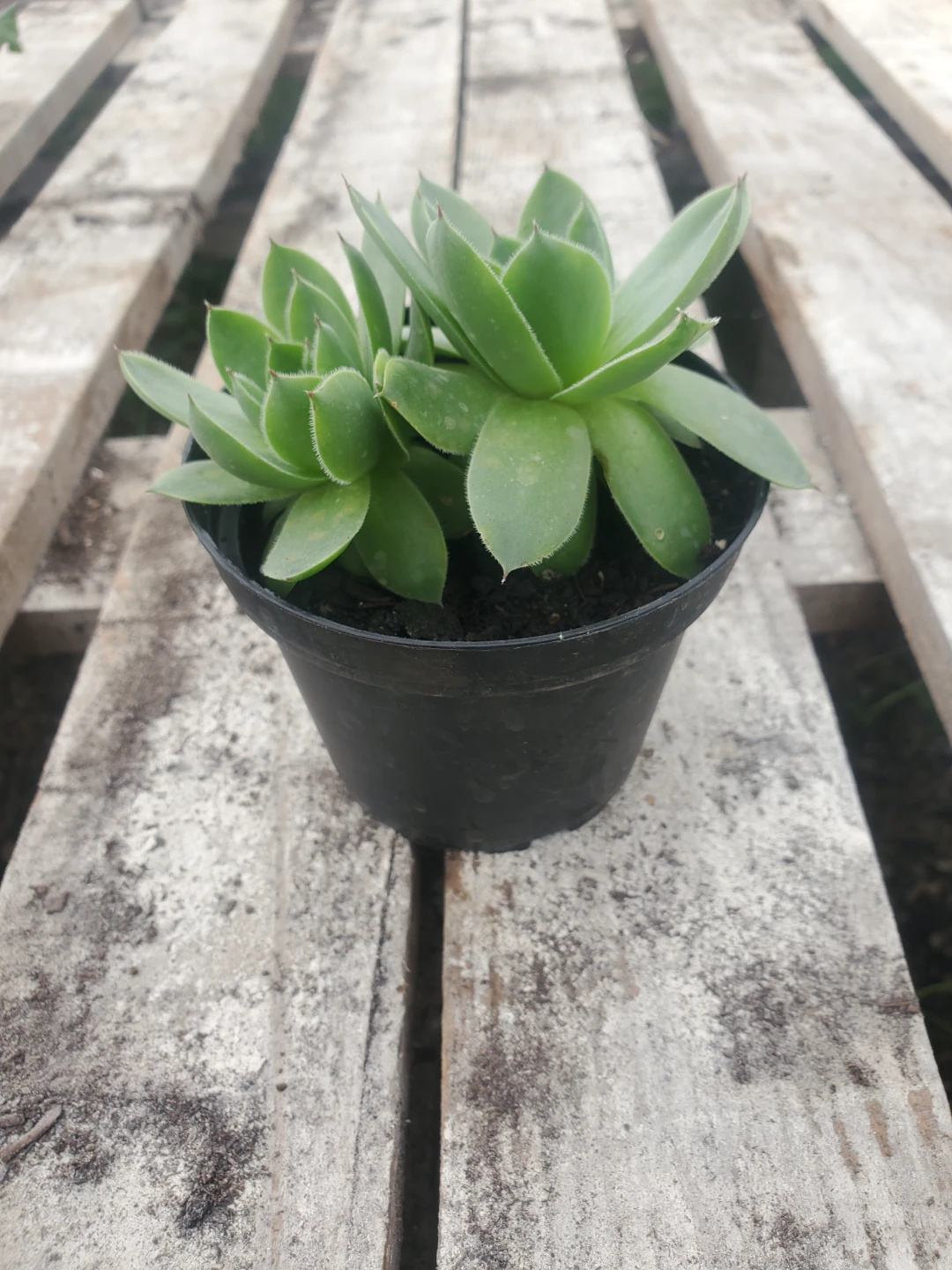 Houseplants For Sale - photo 4