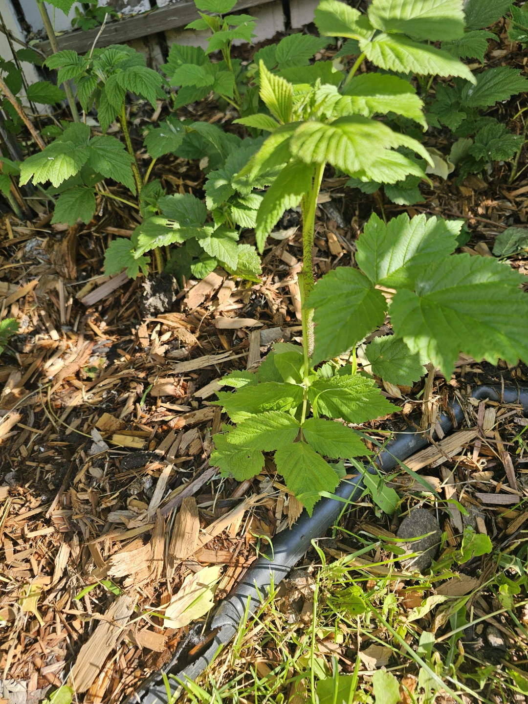 Raspberry Plant