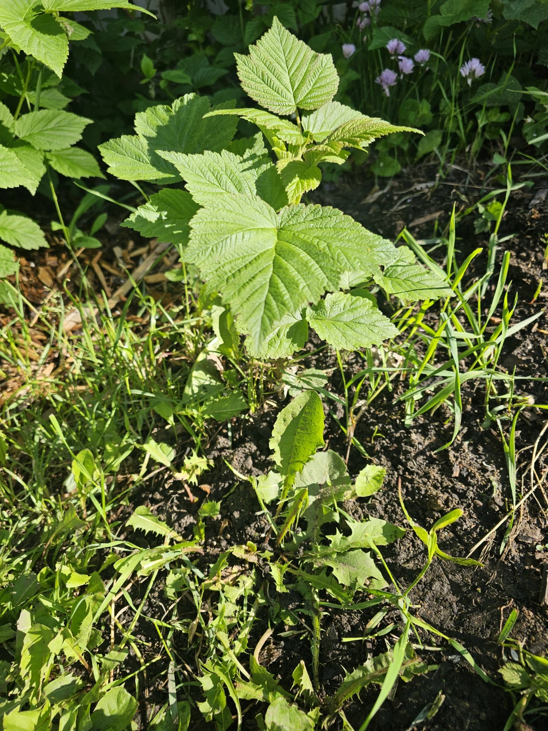 Raspberry Plant - photo 2
