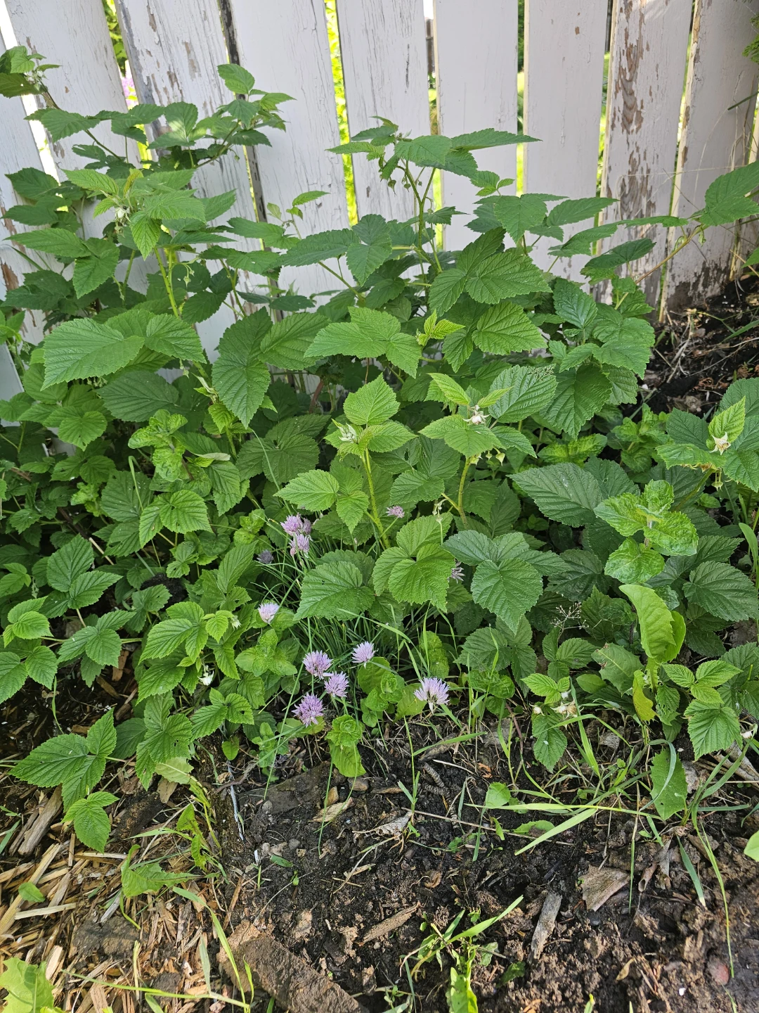 Raspberry Plant - photo 3