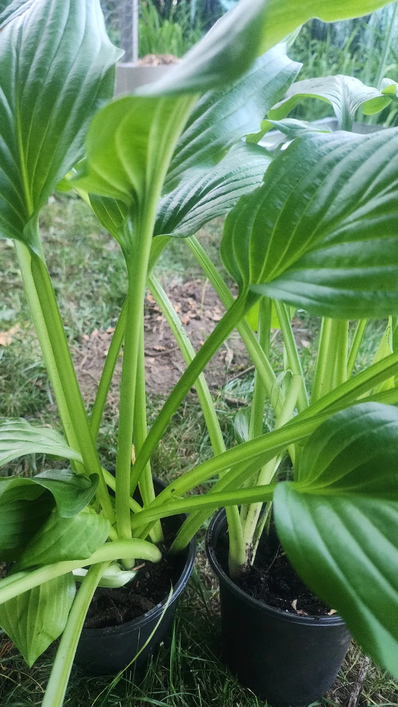 Healthy Hosta Plants in Pots - photo 3