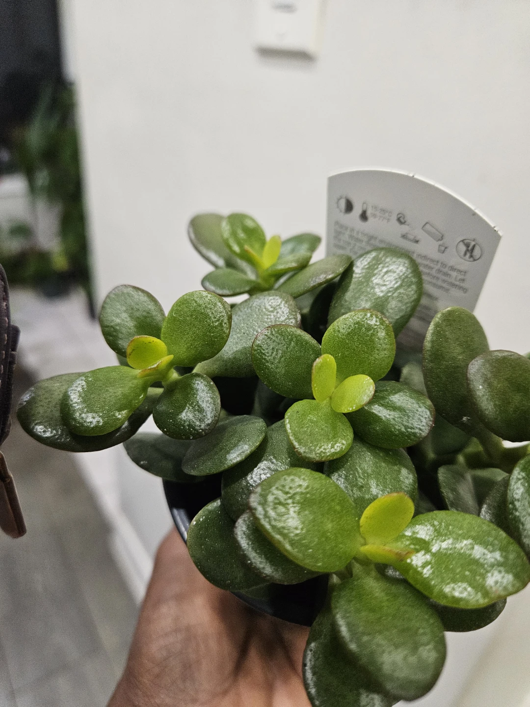 Crassula Ovata Jade Plant - photo 2