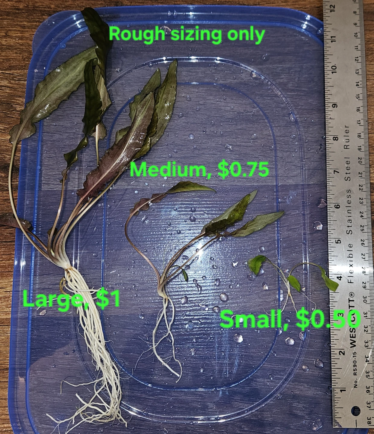 50% OFF Cryptocoryne Wendtii "Brown"
