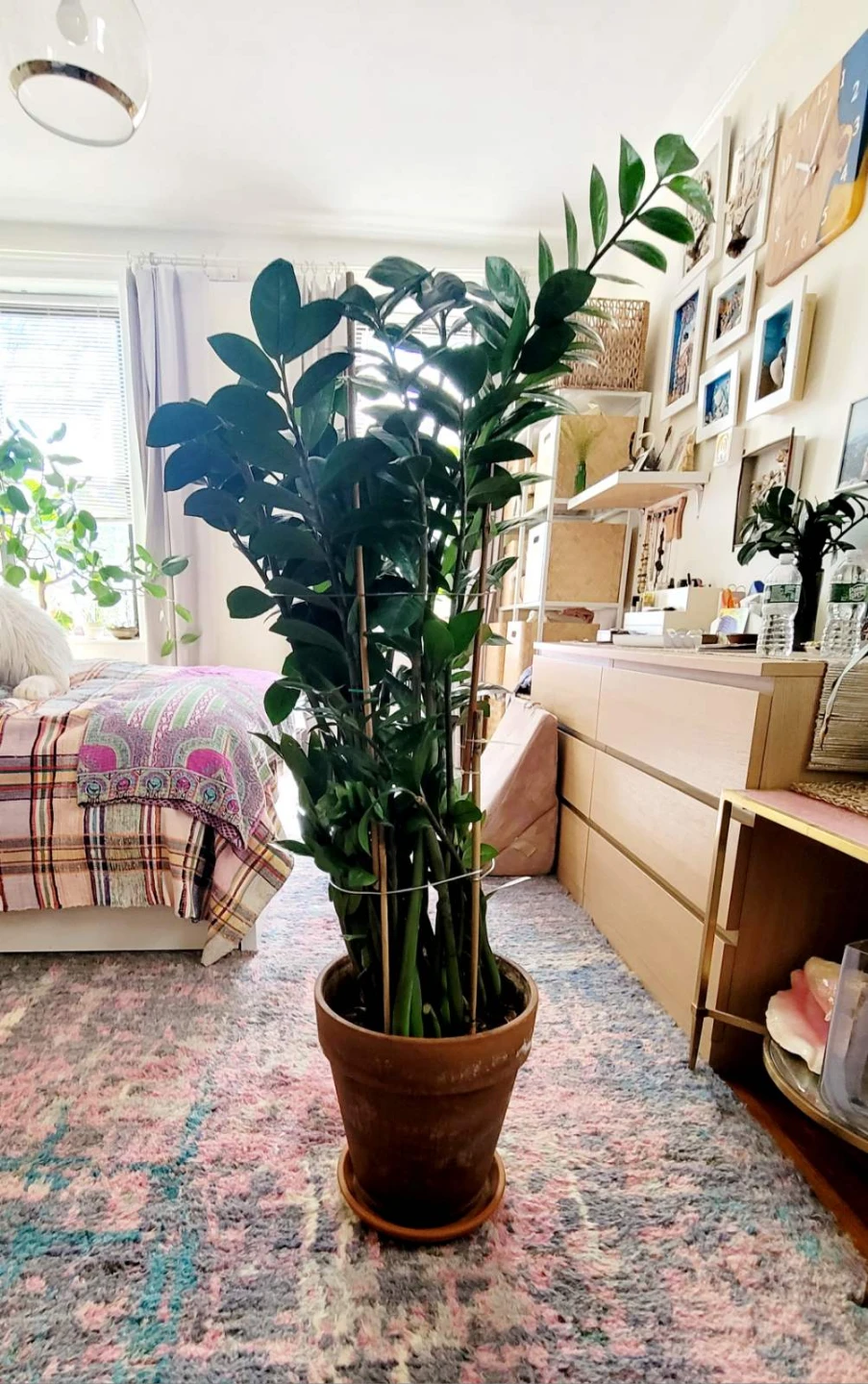 ZZ Plant in Terracotta Pot