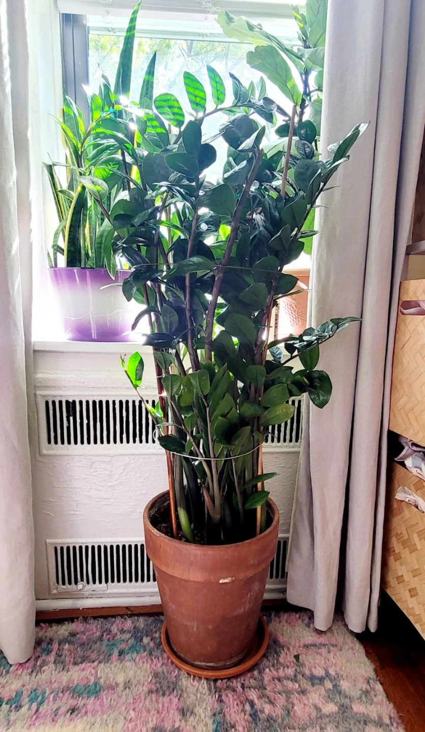 ZZ Plant in Terracotta Pot - photo 2