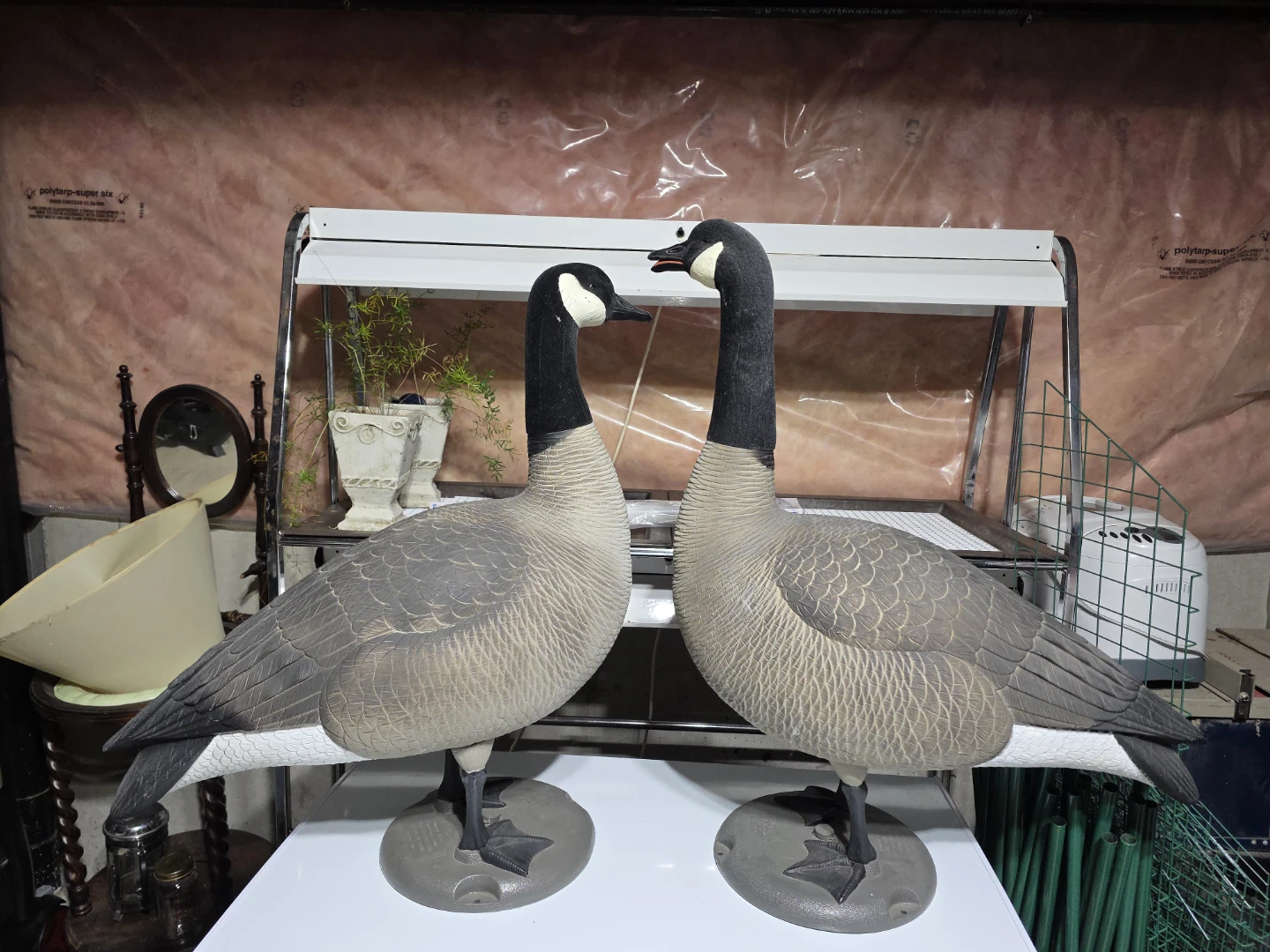 Pair of Canada Goose