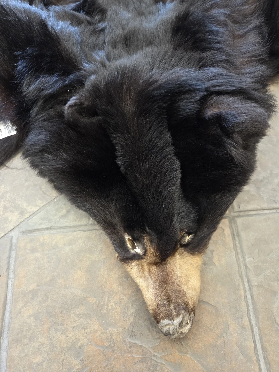 Black Bear Hide Rug - photo 3