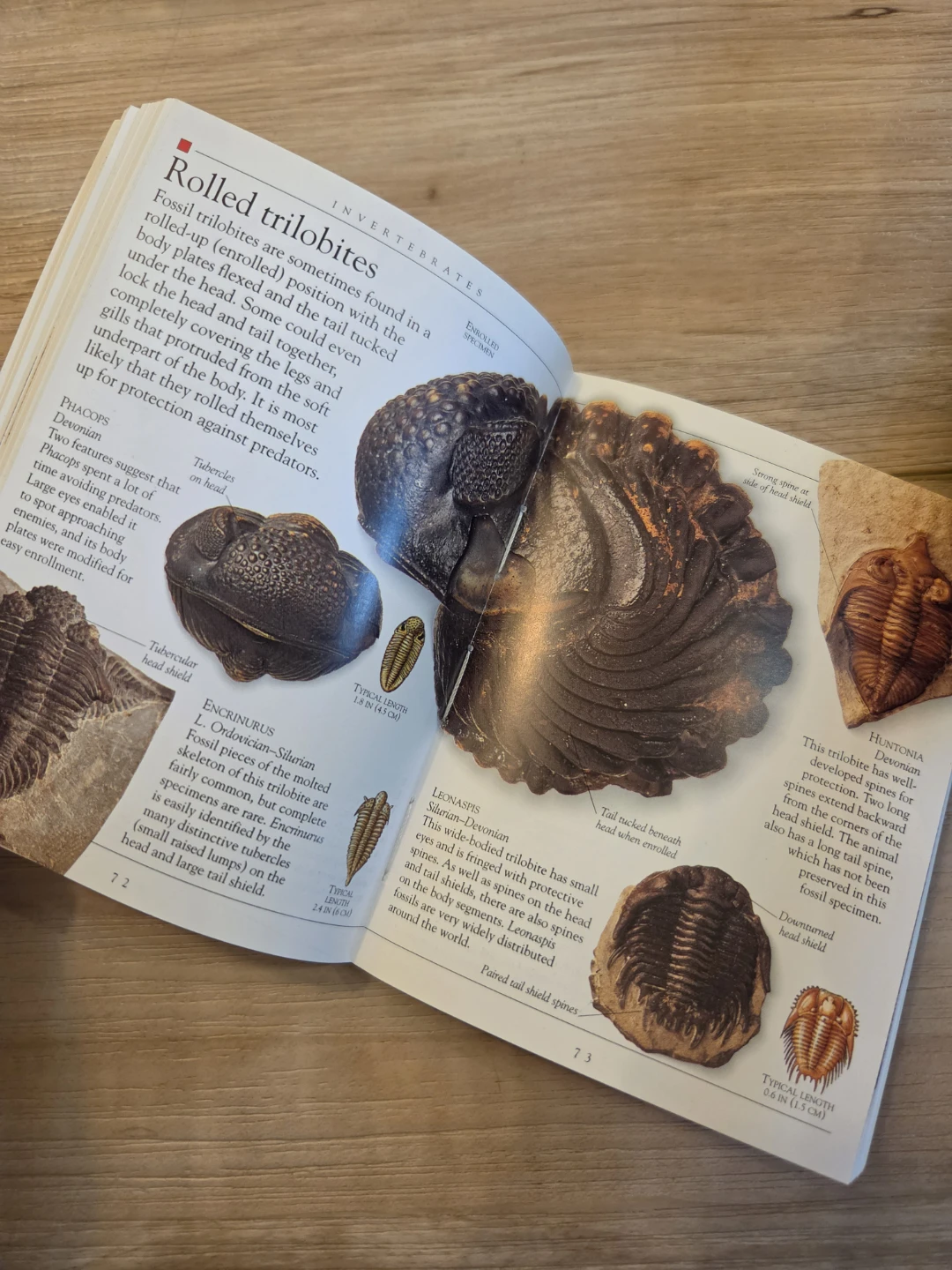 Books on Archaeology, Fossils, & Protecting Collection - photo 2