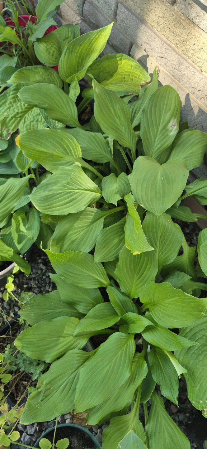 Plants for sale - photo 4