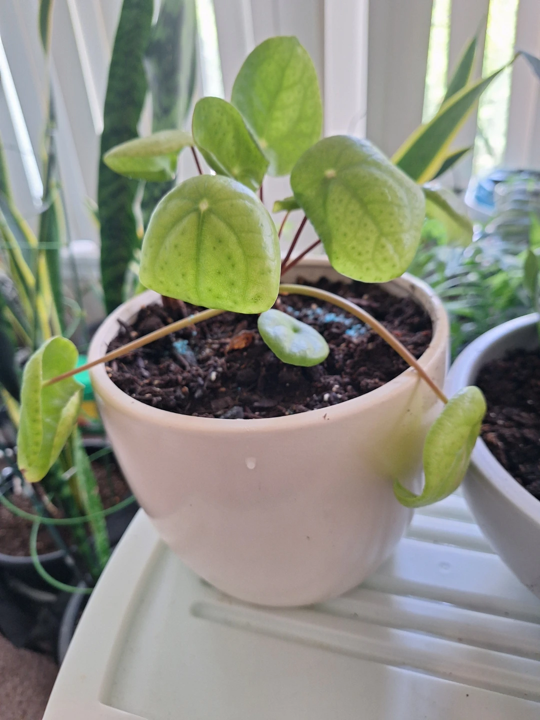 Pilea Peperomioides Plant in a white ceramic Pot⚽