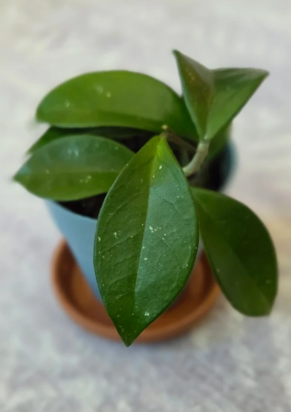 Hoya Plant 🌱
