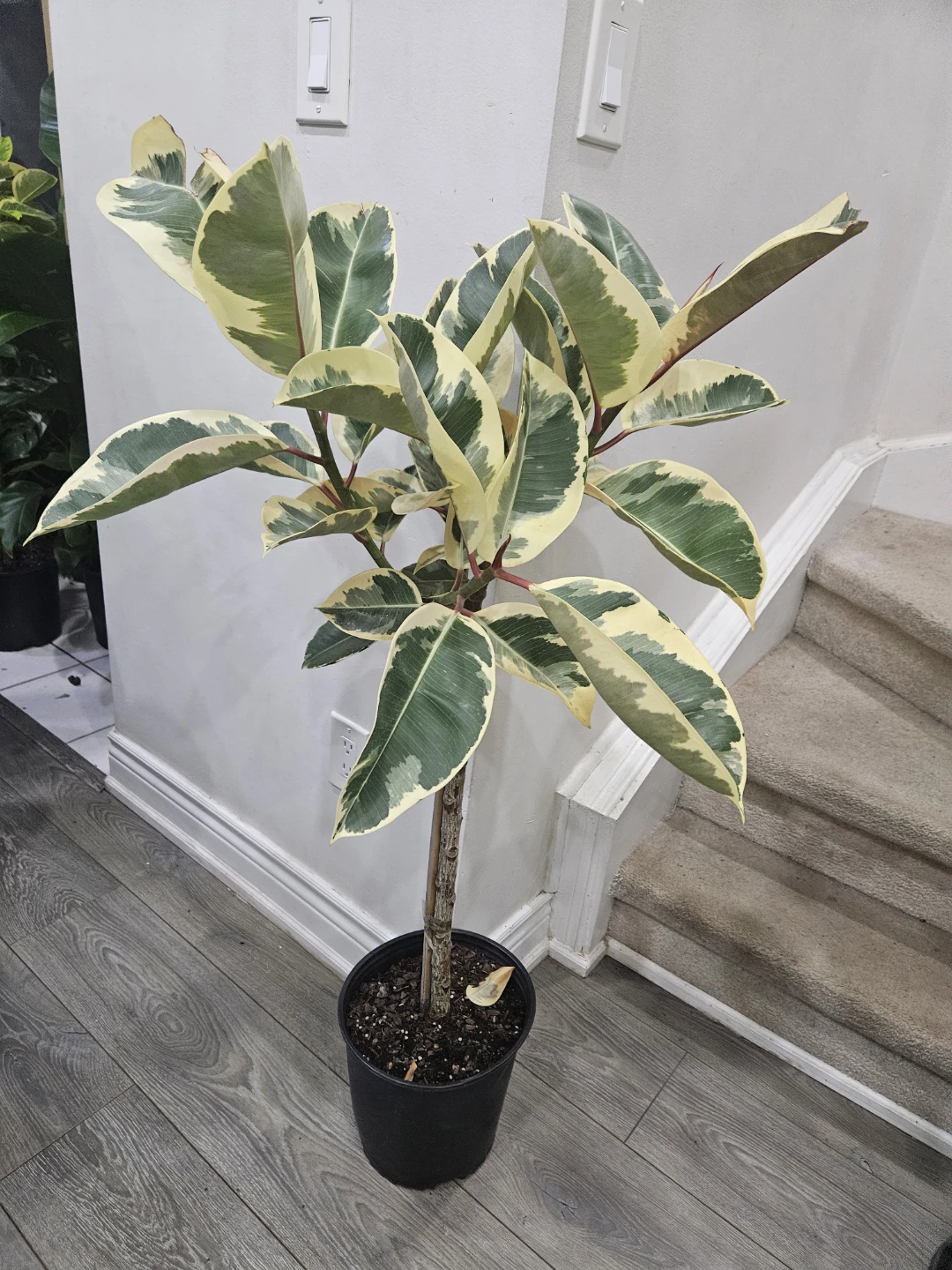 Variegated Rubber Plant standard - photo 3